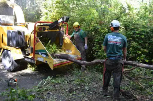 tree services Larkspur